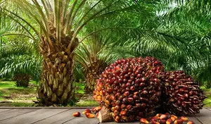 Palm Oil Ghana5