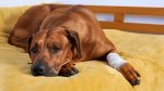 Canine Arthritis2