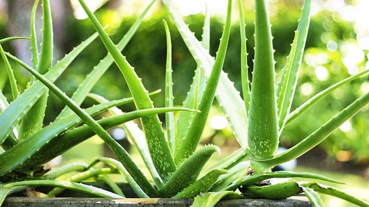 Medicinal Plant - A Short History Of Herbs #FrizeMedia