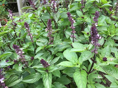 Basil Herb Basil Herb