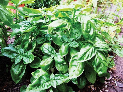 Basil Herb2 Basil Herb2
