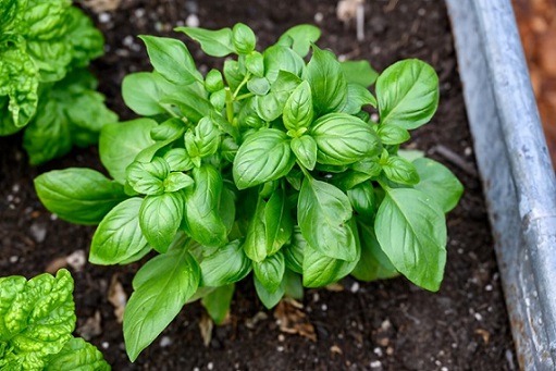 Basil Herb4 Basil Herb4