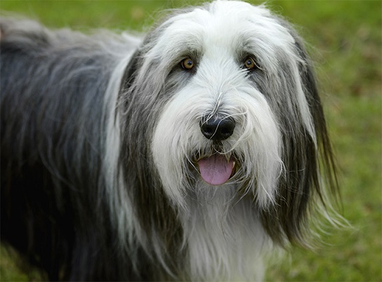 Bearded Collie - FrizeMedia