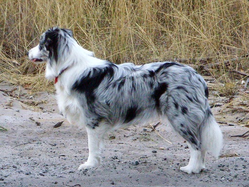 Border Collie Blue Merle - FrizeMedia