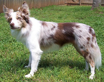 Border Collie Red Merle - FrizeMedia