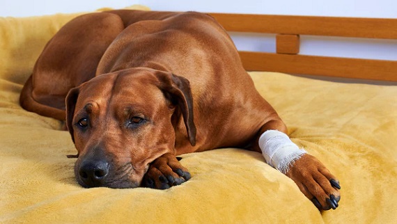Canine Arthritis2