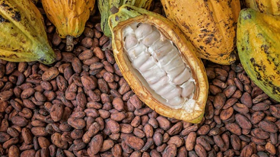 Cocoa Futures Trading