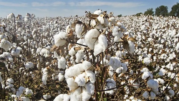 Cotton Futures Trading