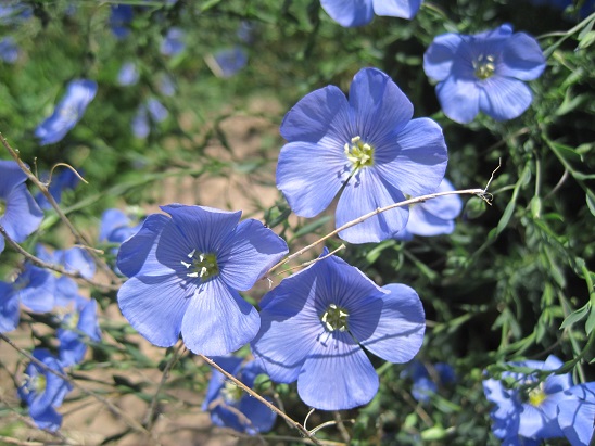 Flax Seed - Packed With Essential #AminoAcids #FrizeMedia