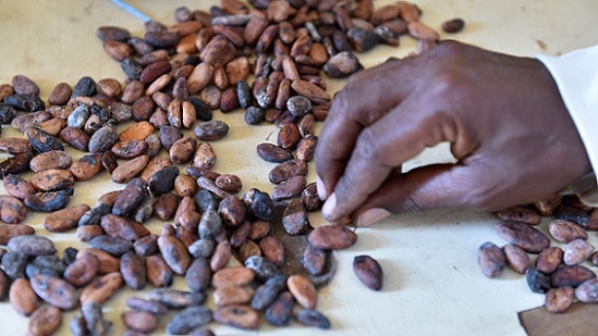 Futures Trading Cocoa