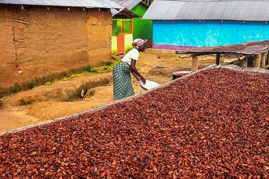 Ghana Cocoa