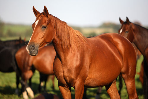 #Horses - #Equine Buying And Selling On The Internet #FrizeMedia #SEO
