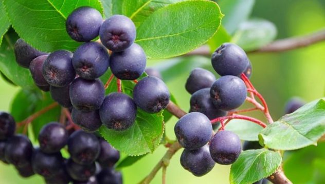 #AcaiBerry - #Health And #WeightLoss #Benefits #FrizeMedia