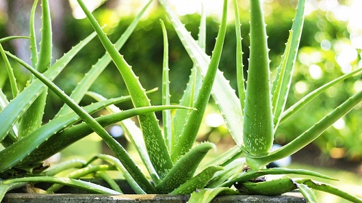 Medicinal Plant - A Short History Of Herbs #FrizeMedia