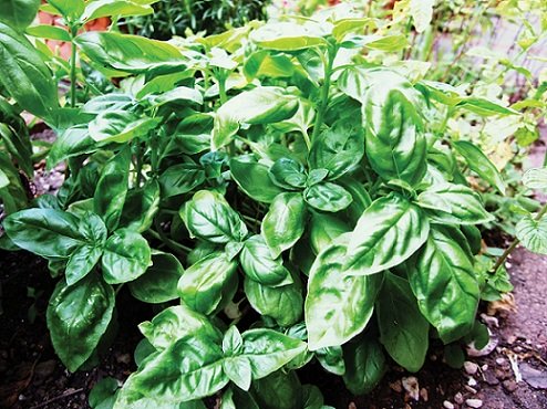 Basil Herb2 Basil Herb2