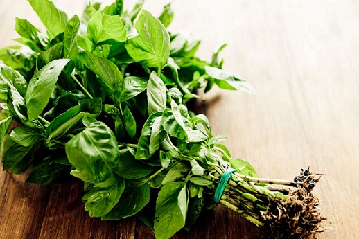 Basil Herb3 Basil Herb3