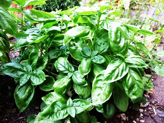 Basil grows easily from seed planted after all danger of frost has passed.