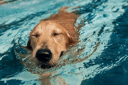 Canine Arthritis
