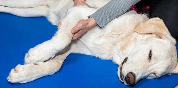 Canine Arthritis3