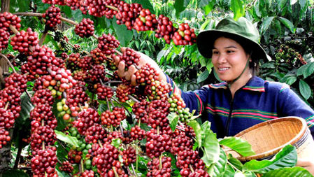 History Of Coffee - Coffee Cultivation - FrizeMedia - Digital Marketing And Advertising - Charles Friedo Frize