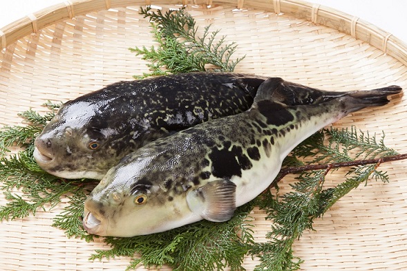 #Fugu - The Risky Fish #food #seafood #Japanese #foodie #FrizeMedia