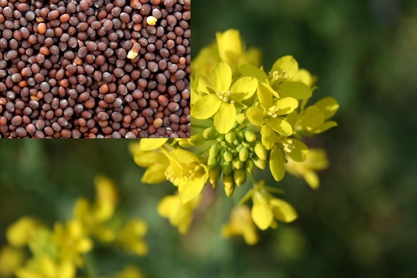 #Mustard - Versatile Plant With #Health Benefits #food #FrizeMedia