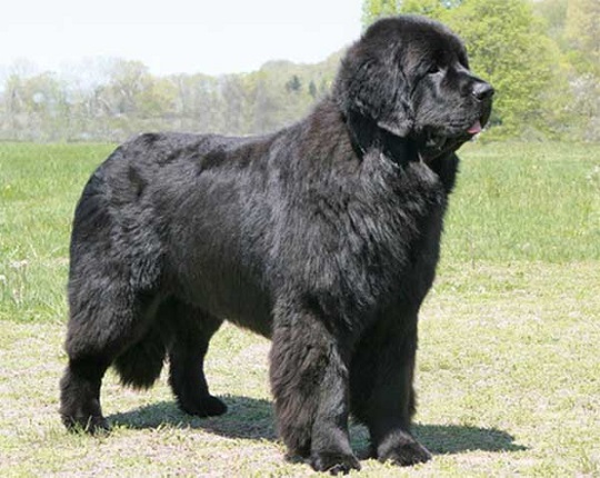 #Dogs - Newfoundland Are Aristocrat Among Canine #pets #FrizeMedia