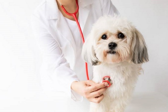Pet Health Tips Pet Health Tips