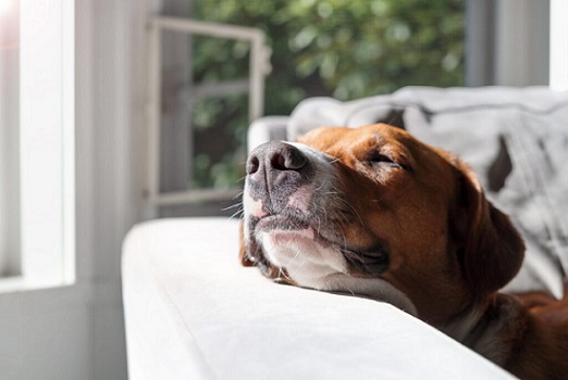 Pet Health Tips2 Pet Health Tips2