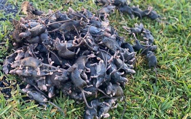 Claire Taylor: Mouse plague is a Shocking reminder of climate Dangers #FrizeMedia